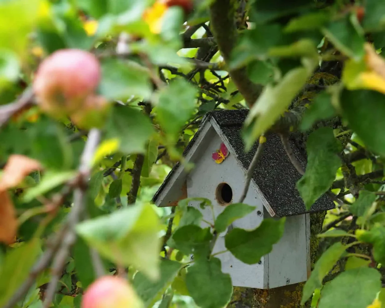 vogelhuisje verscholen in appelboom